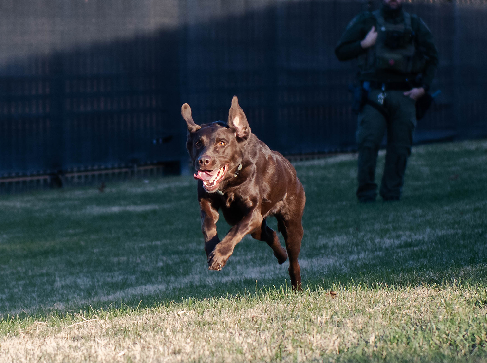 A Pentagon police K-9 Unit during a training operation.